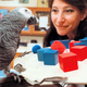 Illustration for article titled Alex the counting parrot was even smarter than we thought